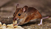 24 Hour & Emergency Exterminators in Coburn, WV